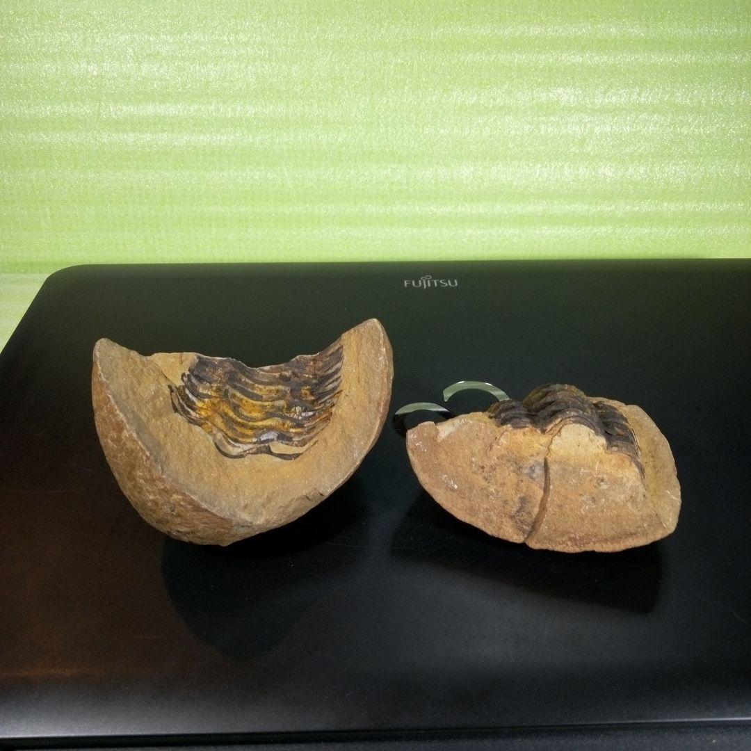 三葉虫　化石　fossil　ボリビア産　trilobite　ノジュール管理①