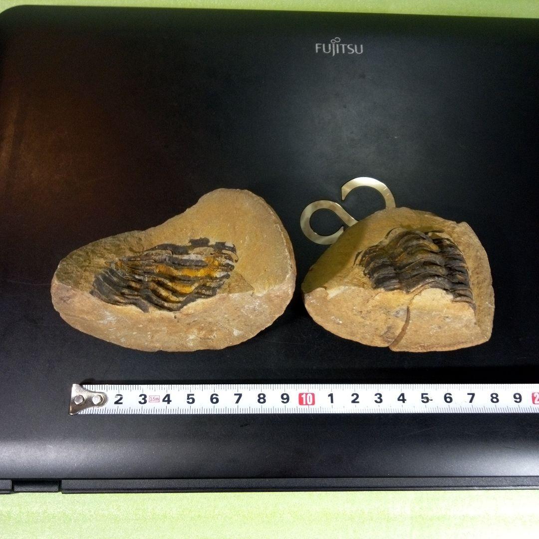 三葉虫　化石　fossil　ボリビア産　trilobite　ノジュール管理①
