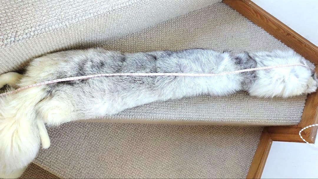 ブルーフォックス 襟巻き