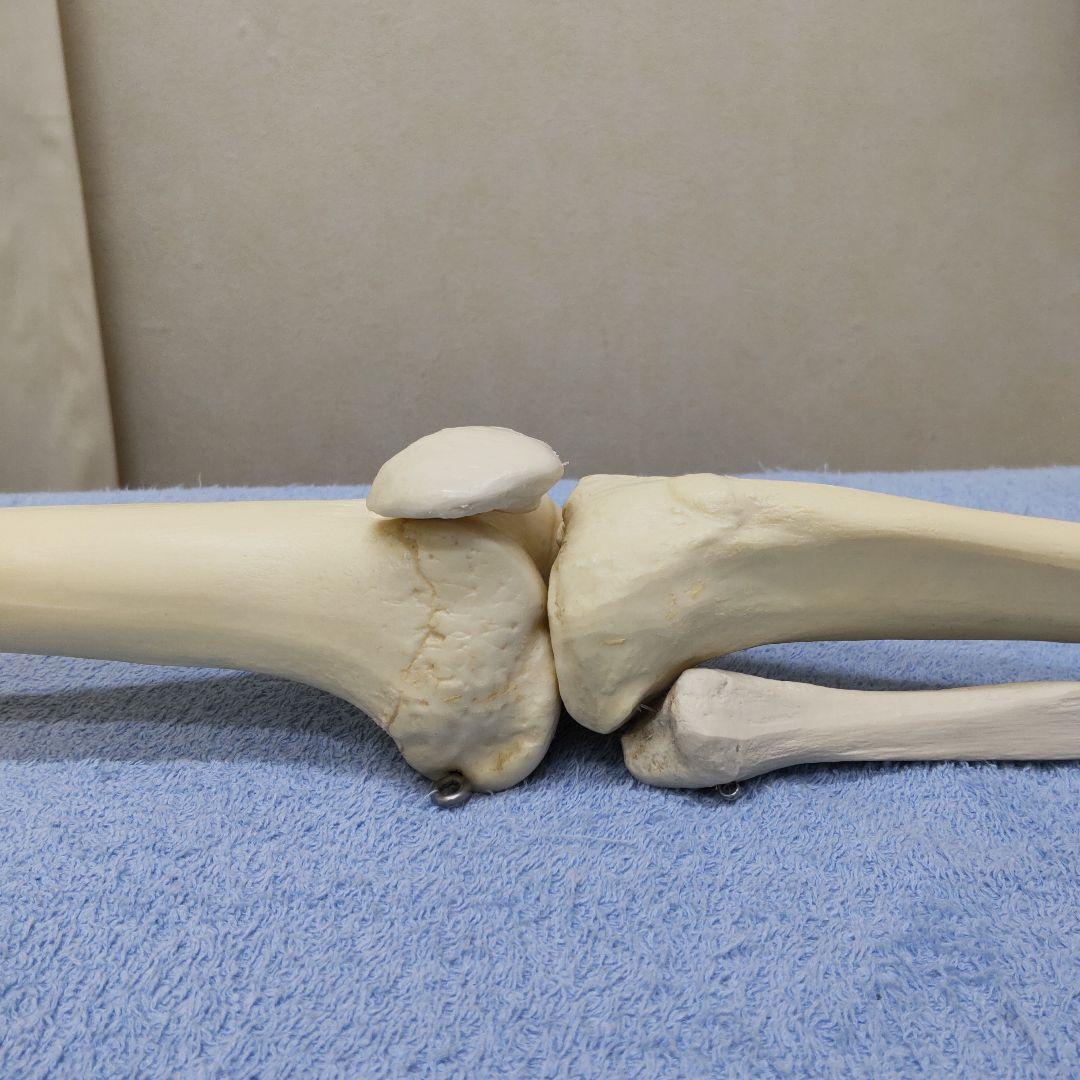 人体模型 股関節、膝、足関節