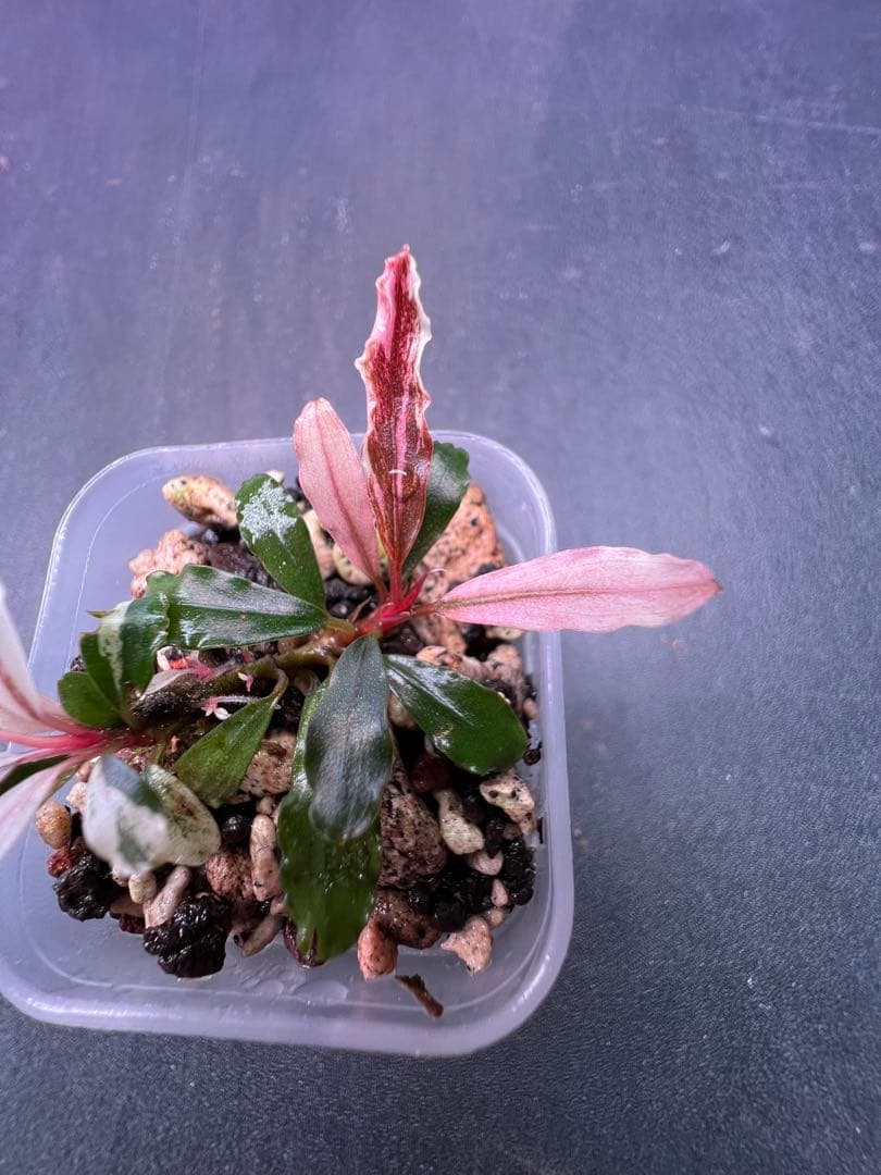 水草 Bucephalandra sp. Variegata Pink