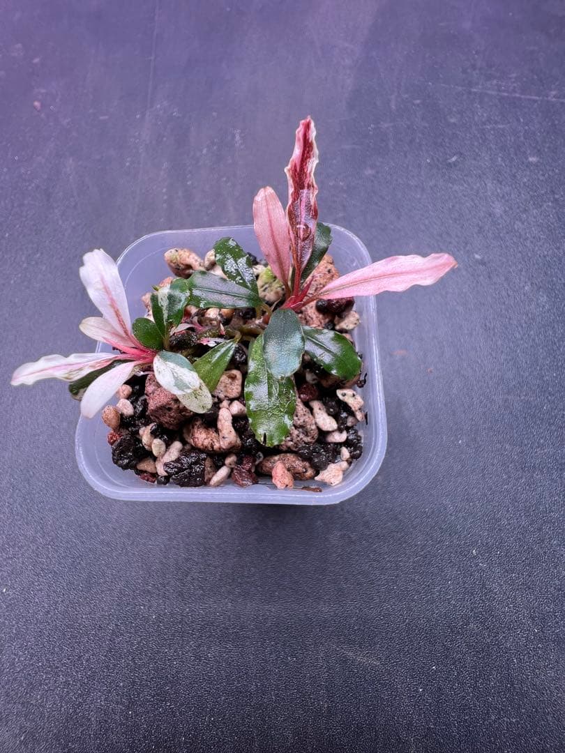 水草 Bucephalandra sp. Variegata Pink