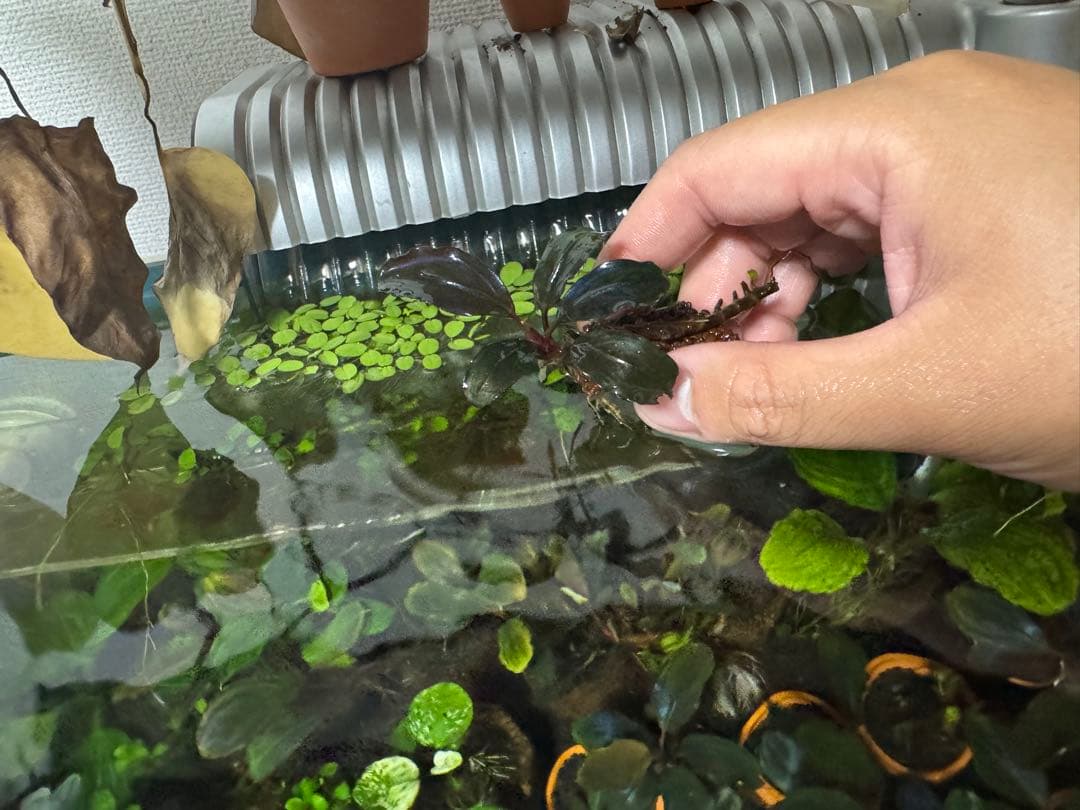 ブセファランドラ sp. ファンタスティックパープル　完全水中葉　子株あり