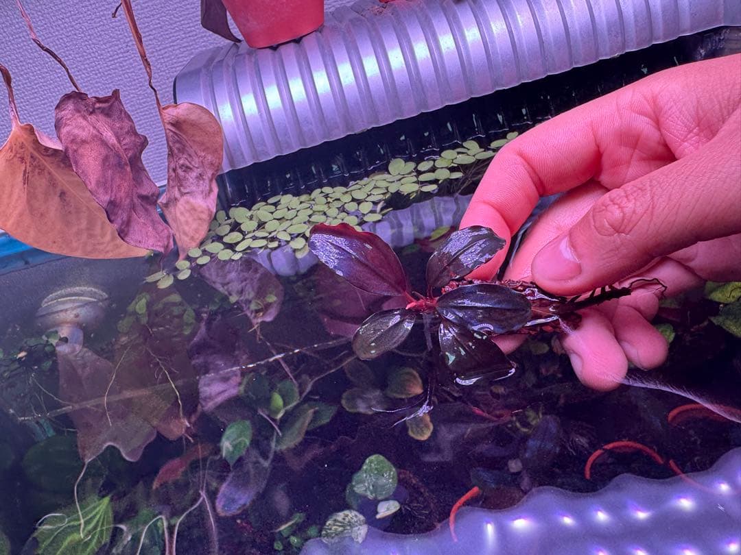 ブセファランドラ sp. ファンタスティックパープル　完全水中葉　子株あり