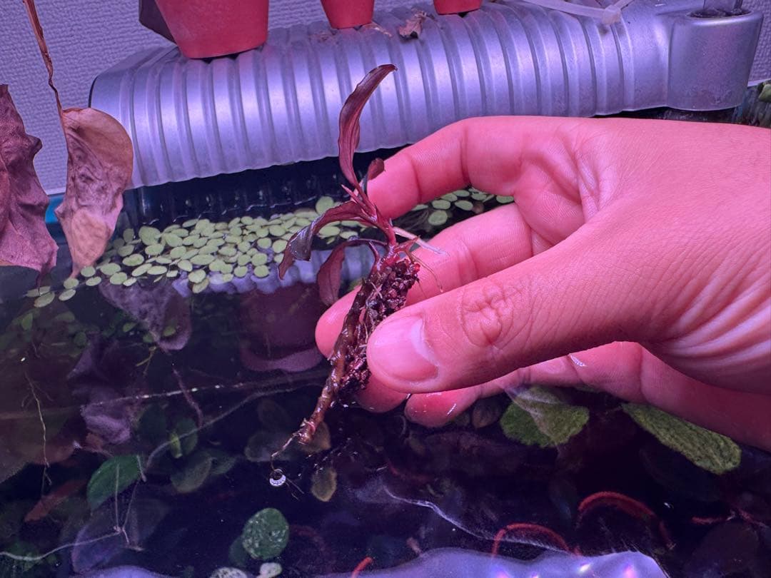 ブセファランドラ sp. ファンタスティックパープル　完全水中葉　子株あり