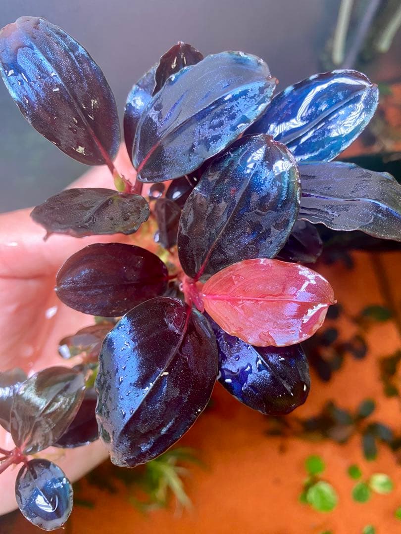 Bucephalandra sp. Moonlight 大群生株