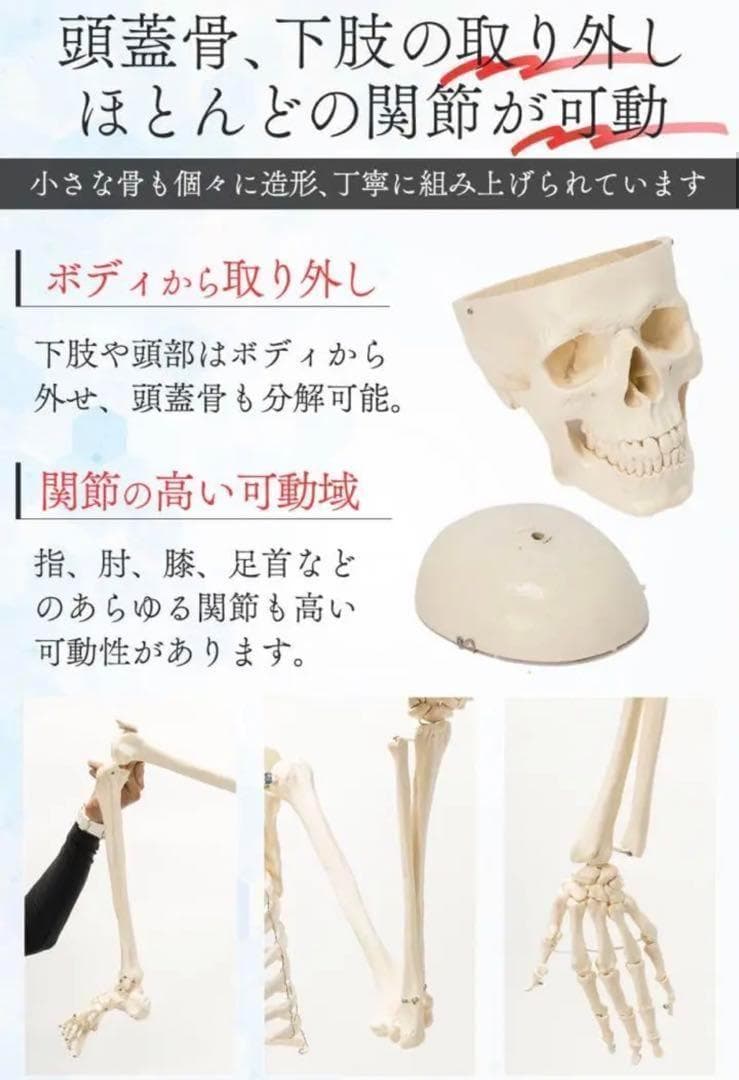 B1743等身大 人体模型 170cm神経根有り全身骨格模型 骨格標本 骸骨模型