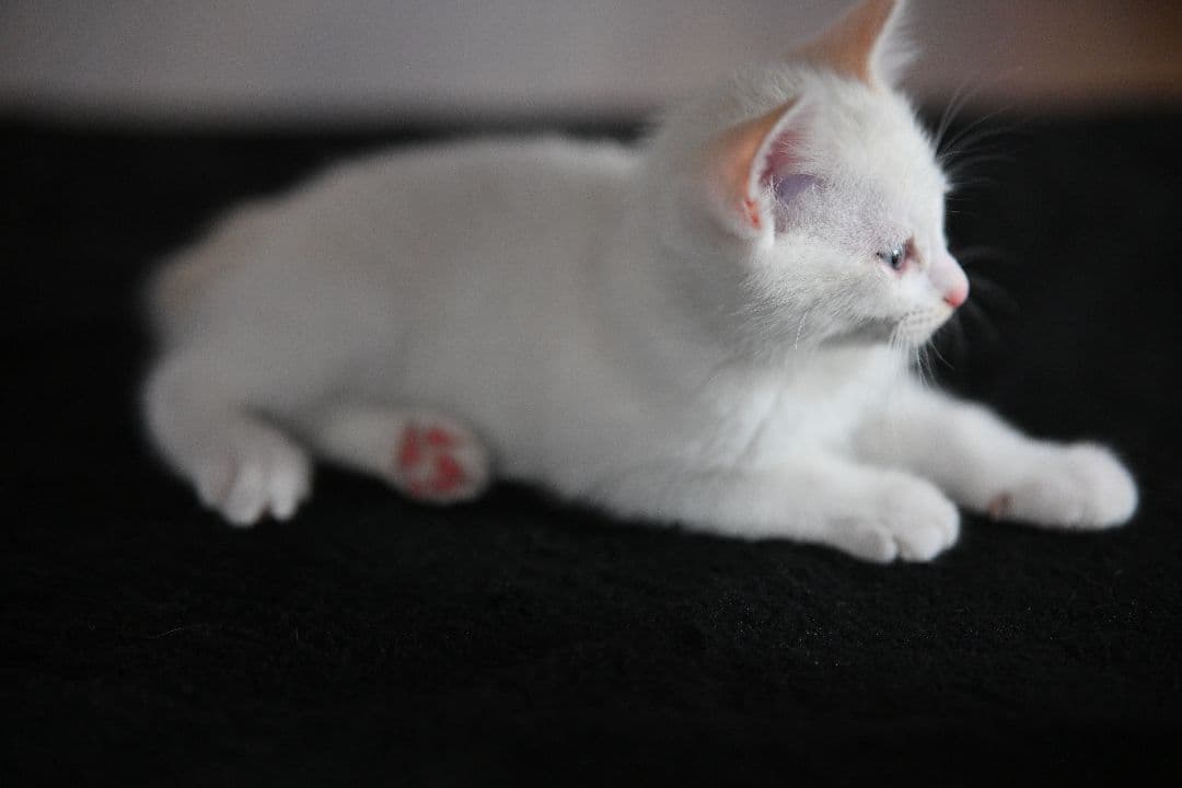 VILTROX AF 85mm F1.8 Zマウント 単焦点レンズ