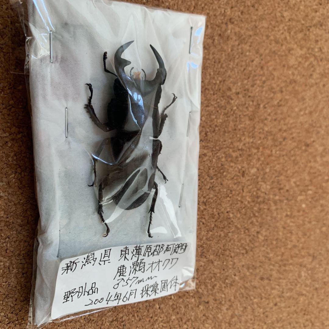 新潟県加瀬野外オオクワガタ　灯火採集57ミリ