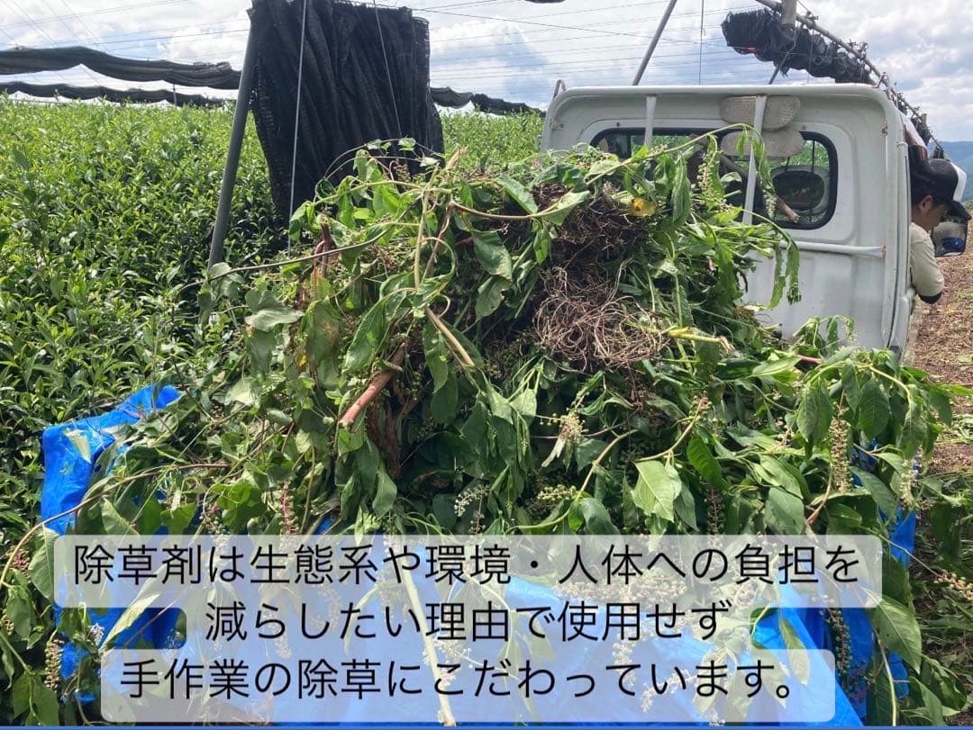 【無農薬抹茶】便利な個包装スティック100本入り！溶かすだけ簡単パウダータイプ