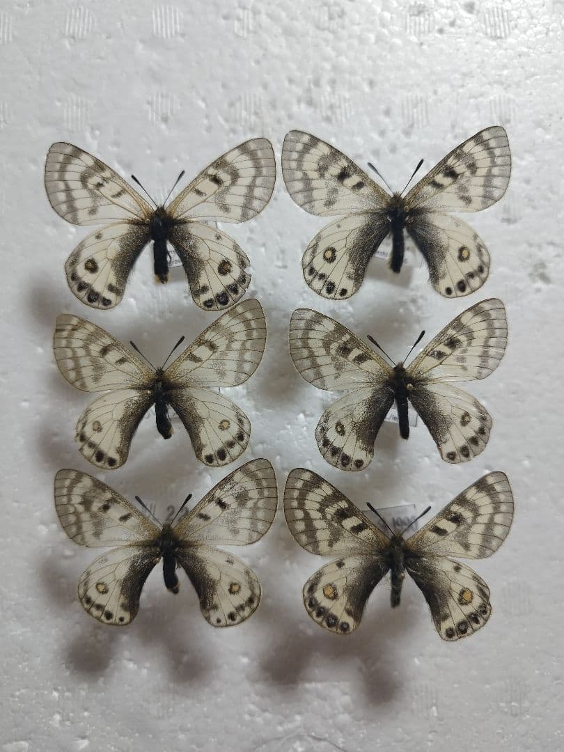 ヒマラヤ様 リクエスト 2点 まとめ商品