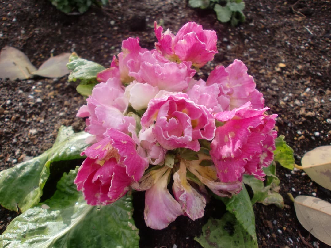 追加あり⭕️【動作確認済み】CASIO EXILIM EX-Z270