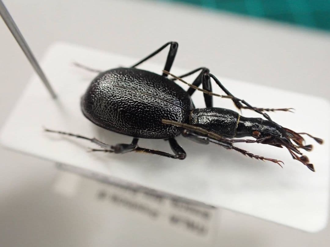 イタリアのセダカオサムシ