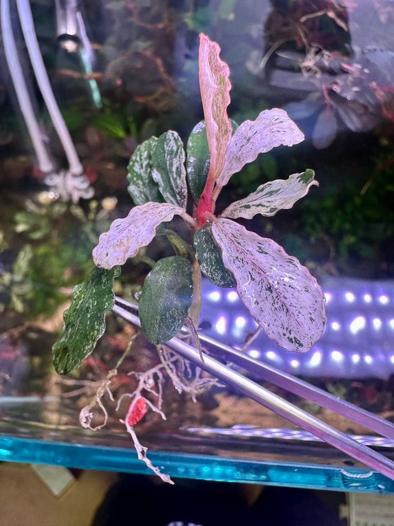 ブセファランドラｓｐ. ピンクバリエガータい斑入り