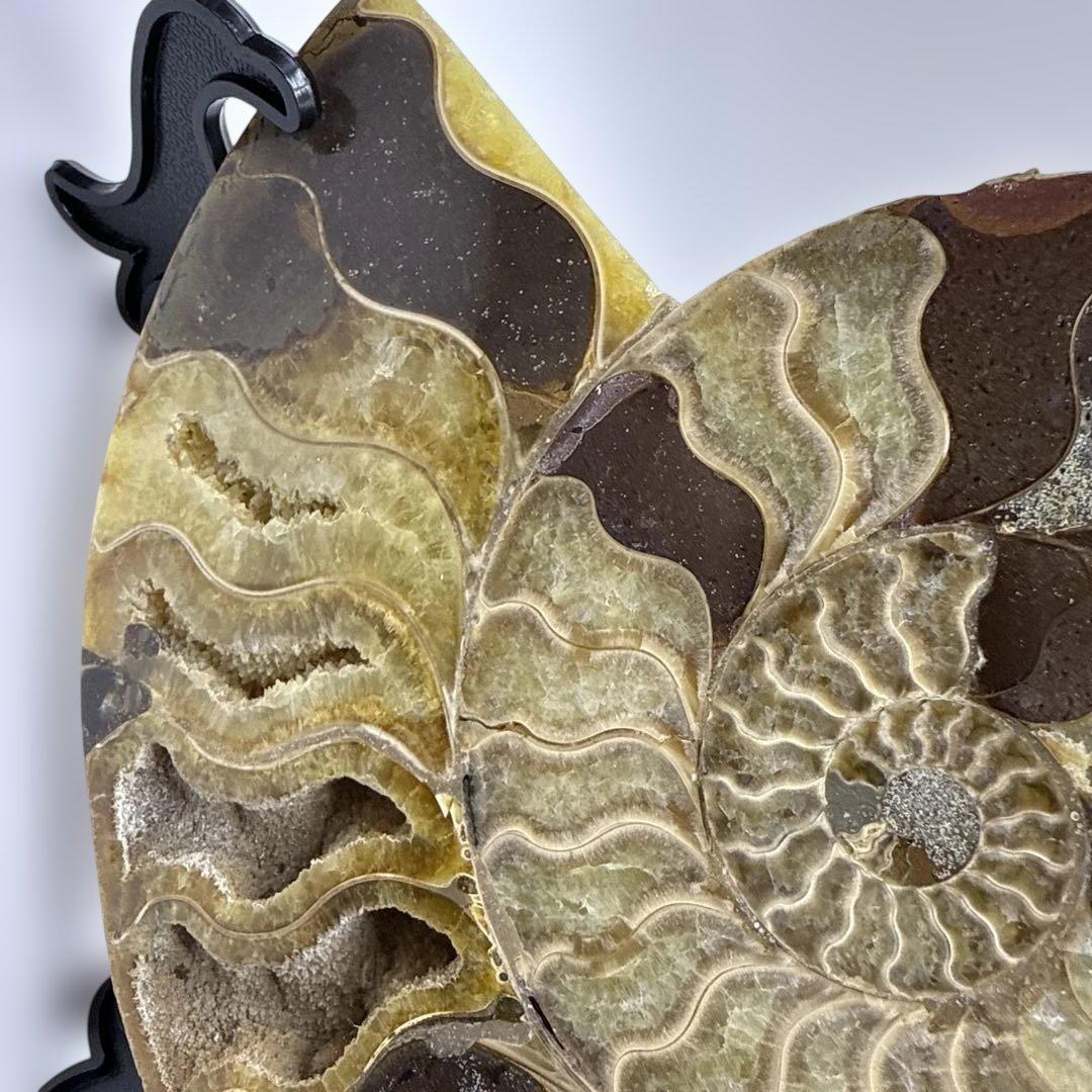 アモナイト化石 ペア　スタンド付き