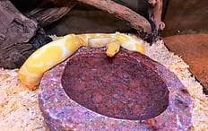 爬虫類　水 エサ入れ　22