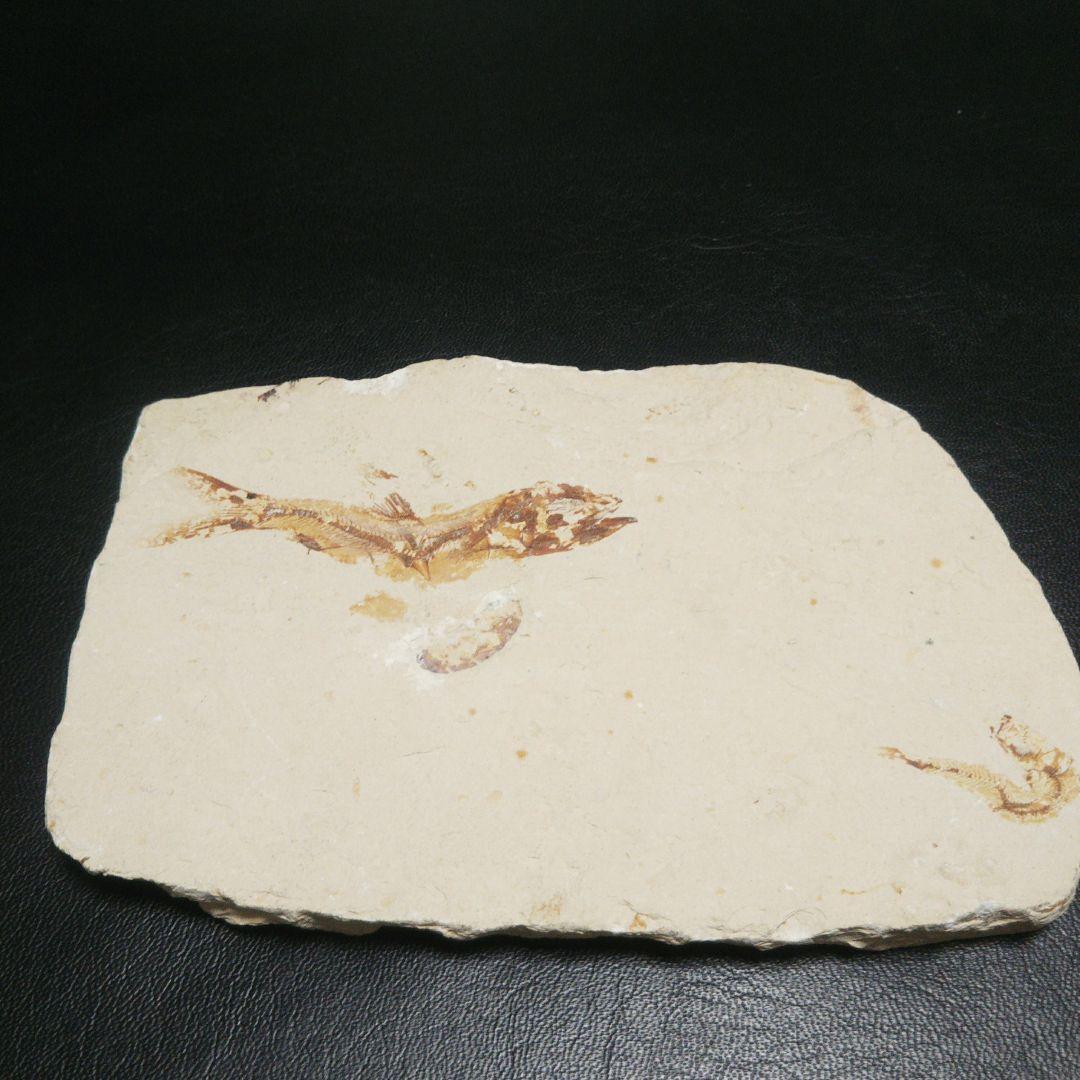 魚 化石 レリーフ 裏接着剤後あり