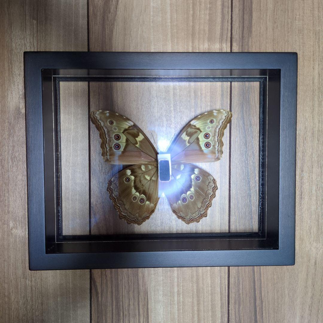 FlyingMorphoButterfly　空を翔ぶ宝石　モルフォ蝶