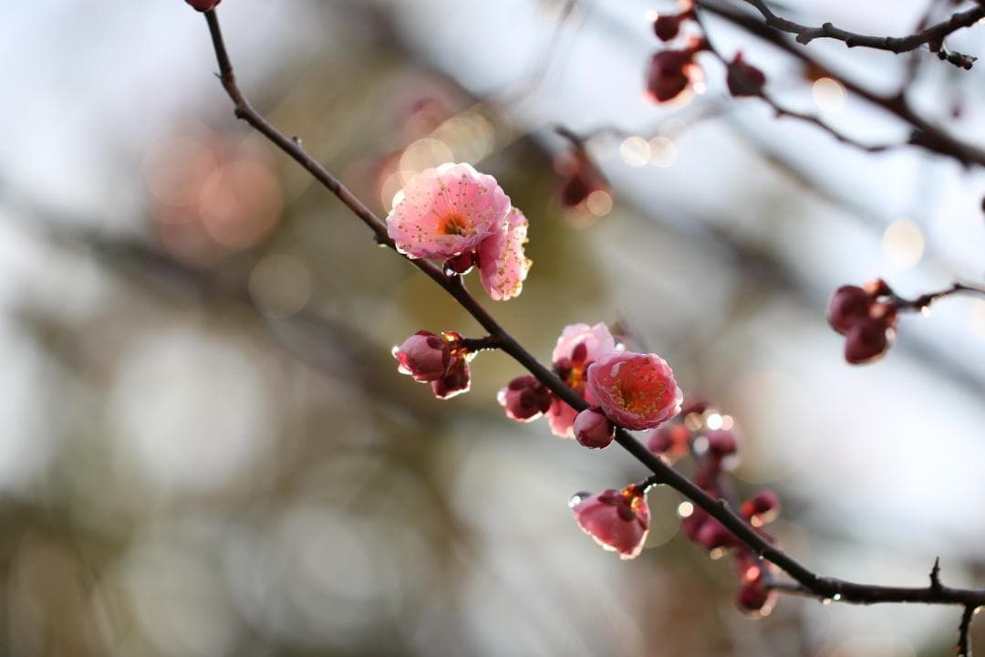 Canon EF 100mm F2.8★手振れ補正つき高級Lレンズ