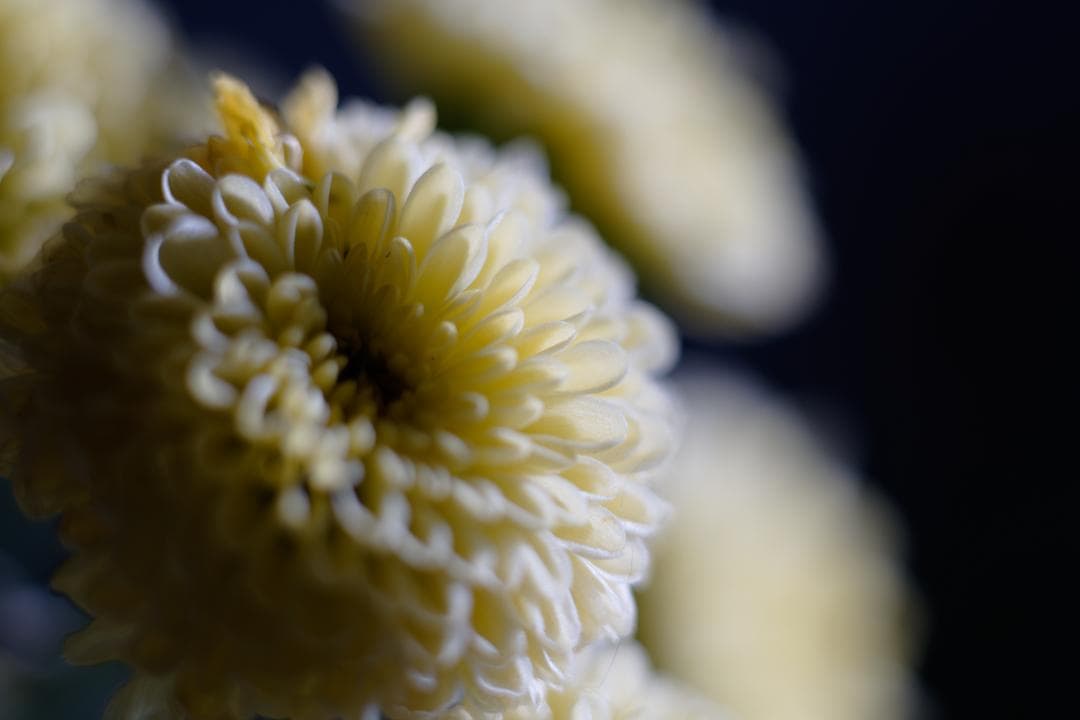 フィルムカメラ Carl Zeiss Makro-Planar 60mm F2.8 AEJ