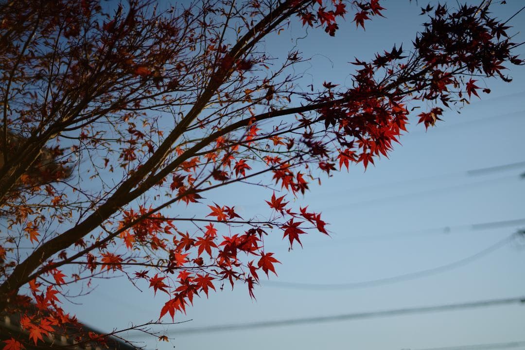フィルムカメラ Carl Zeiss Makro-Planar 60mm F2.8 AEJ