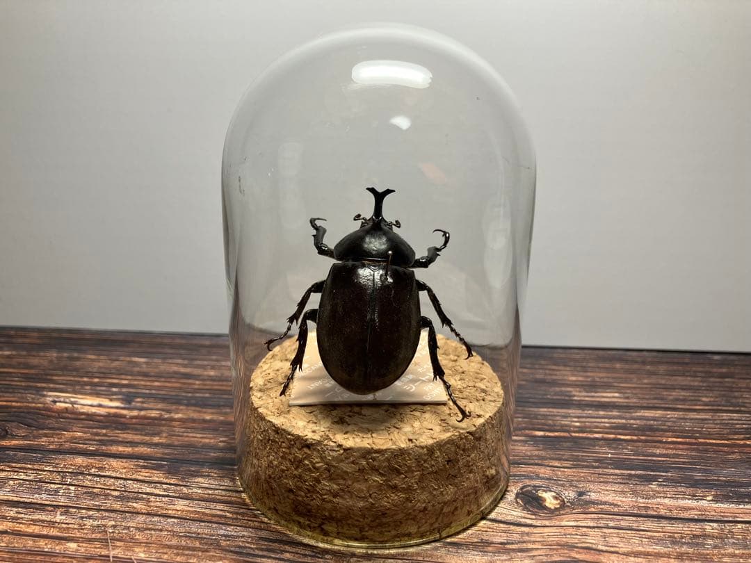 【Glass Beetleヤマトカブトムシ標本 GB-001】