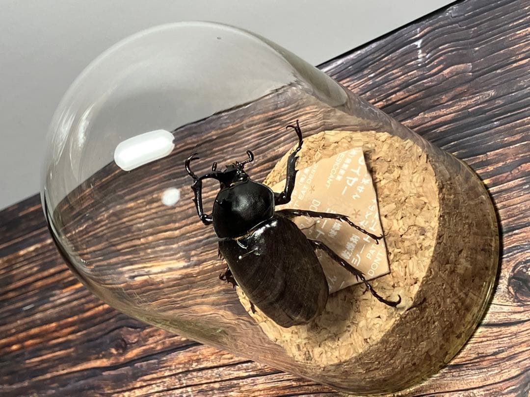 【Glass Beetleヤマトカブトムシ標本 GB-001】