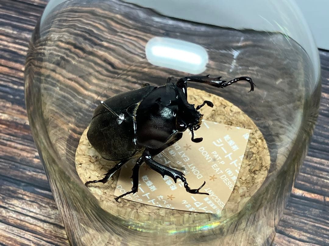 【Glass Beetleヤマトカブトムシ標本 GB-001】