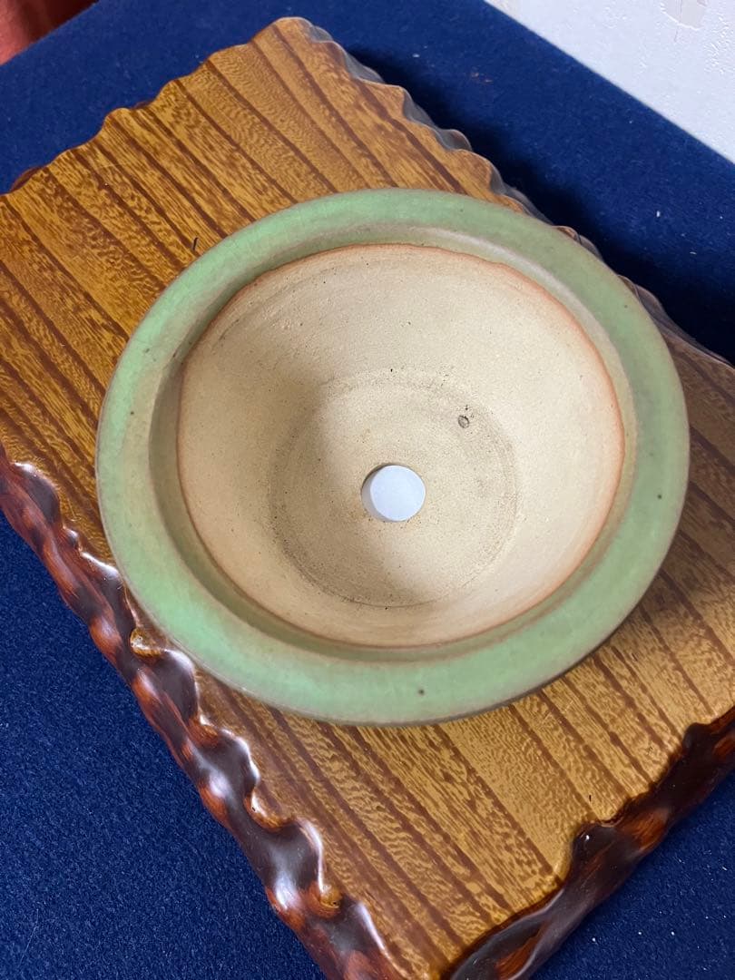 158 盆栽　盆栽鉢　植木鉢　和鉢　松寿