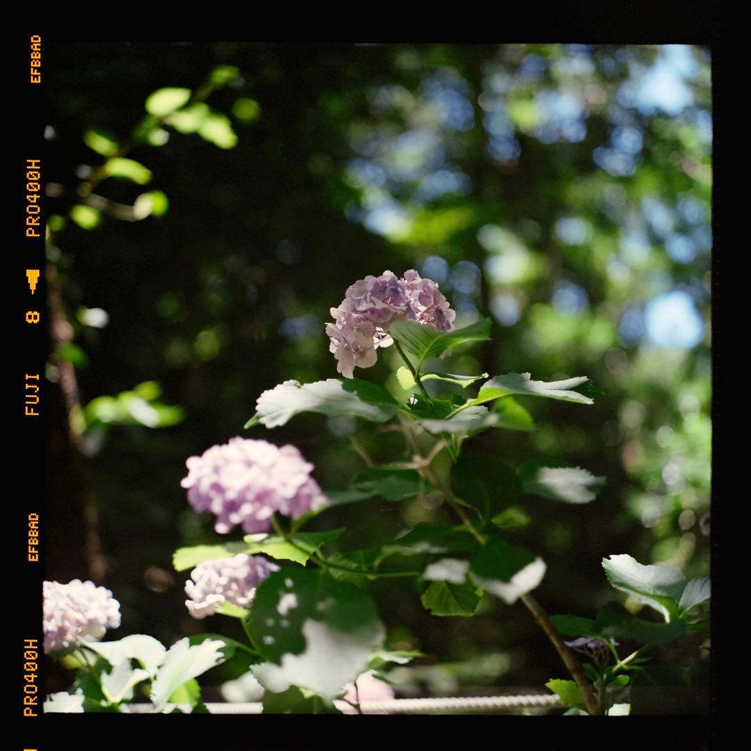 Rolleiflex 2.8F Planar 作例あり