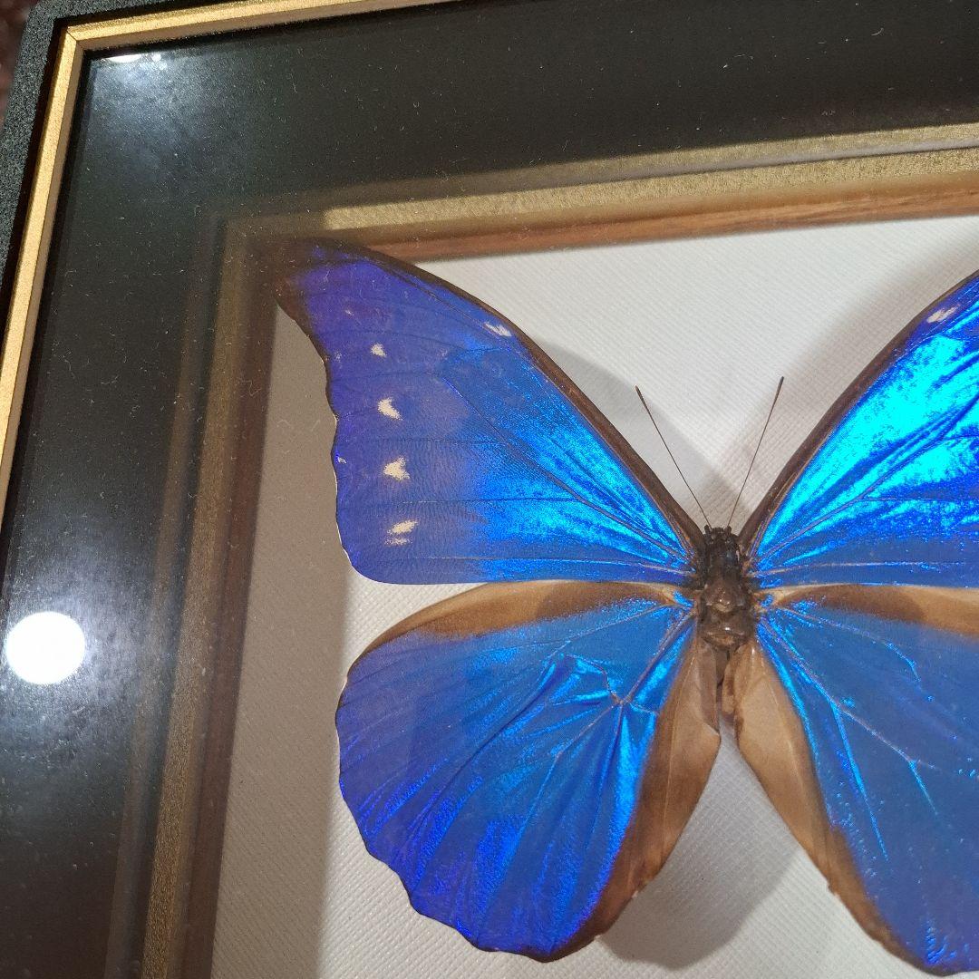 カキカモルフォ　標本　専門的な箱