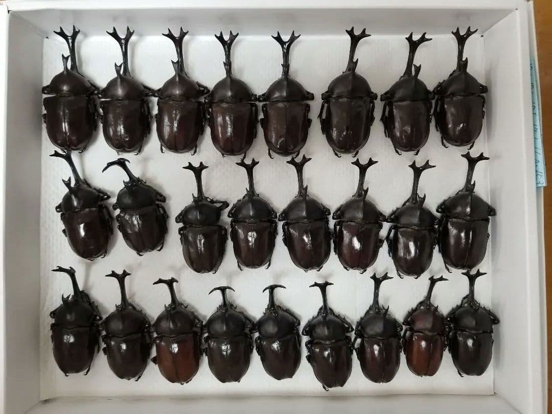 標本　カブトムシ　A~A\"品 ♂️52♀️1
