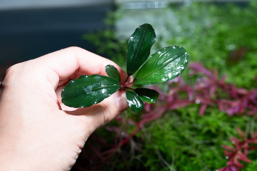 Bucephalandra sp.オリーバ とアンダーレッド