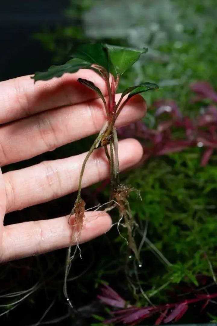 Bucephalandra sp.オリーバ とアンダーレッド