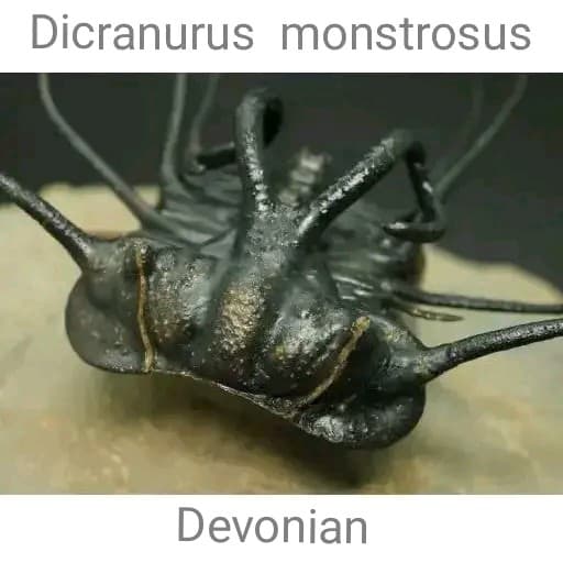 化石標本　骨格　三葉虫　ディクラヌルス　極美麗　特級標本