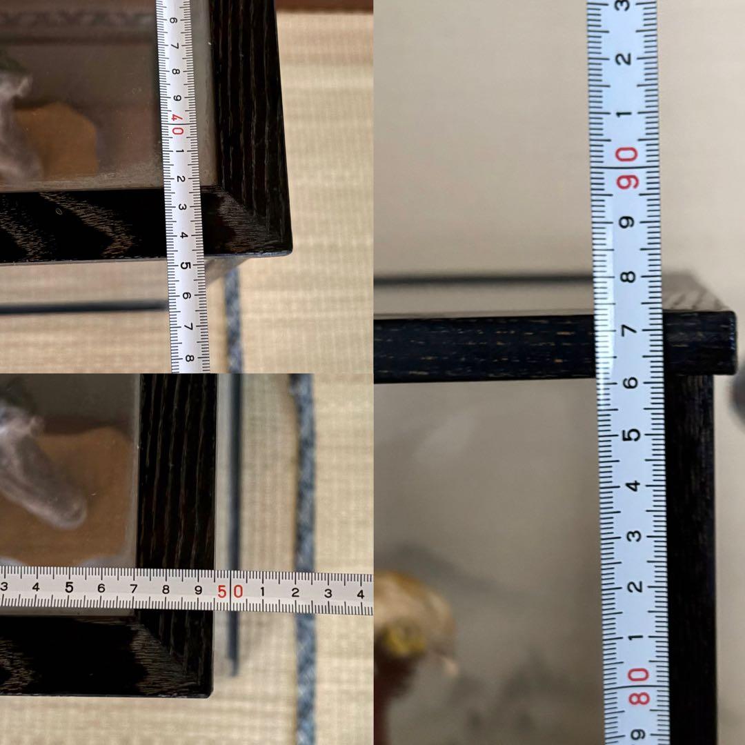 金鶏鳥剥製　錦鶏鳥　ガラスケース入り　置物