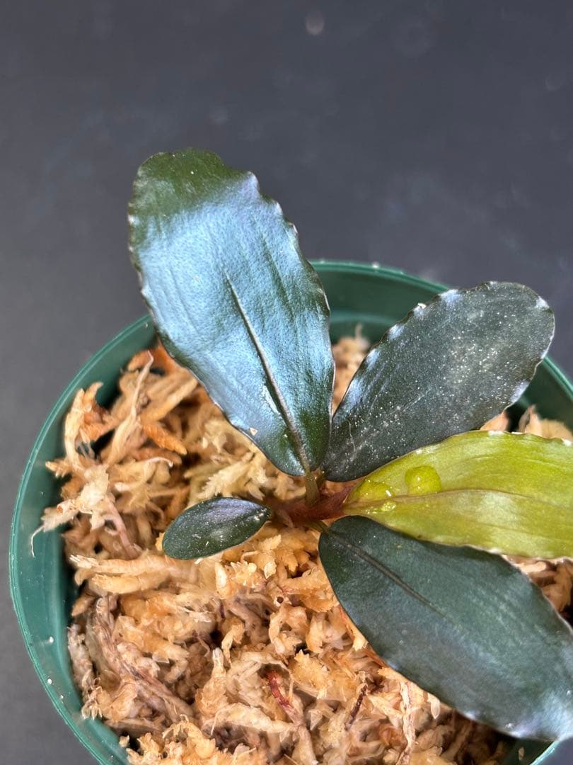 ブセファランドラ sp. \"AW No.1\" ※タグ付き