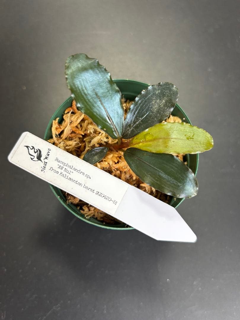 ブセファランドラ sp. \"AW No.1\" ※タグ付き