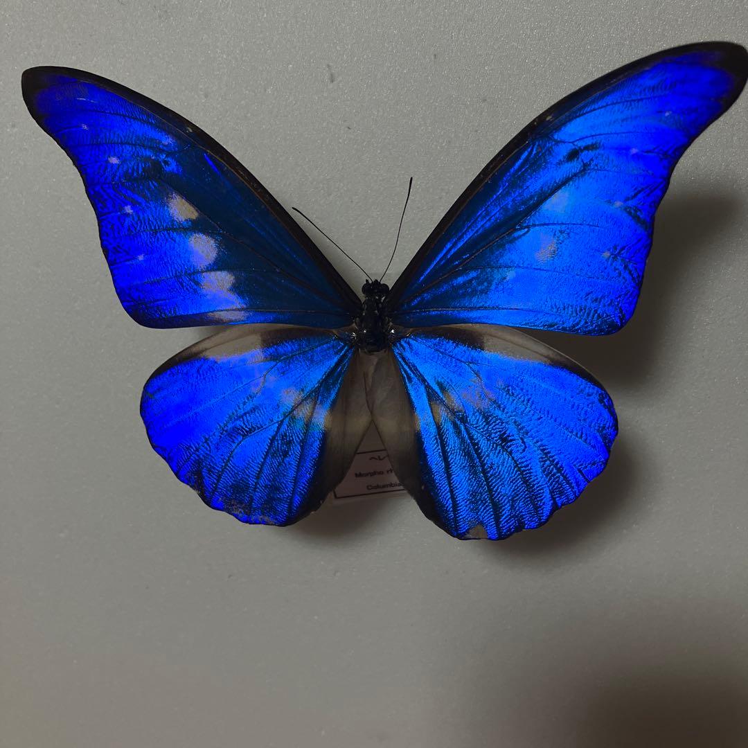 大型ドイツ箱（中古51㎝×42㎝×6㎝）に入ったヘレナモルフォ