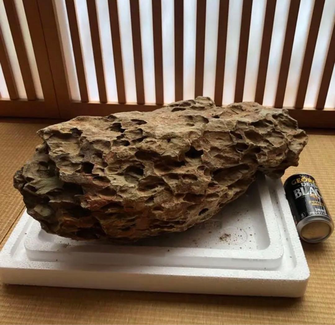 ADA 巨大黄虎石【希少】11kg巨岩親石 美形 気孔石