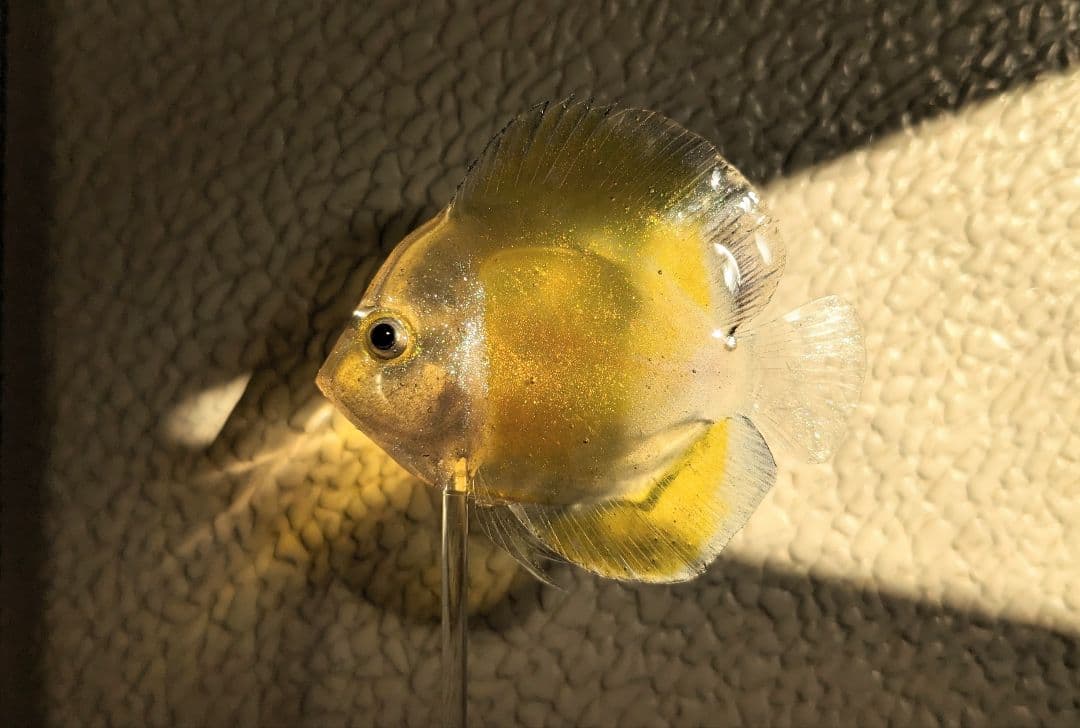 確認用　ゴールデンマルボロレッド