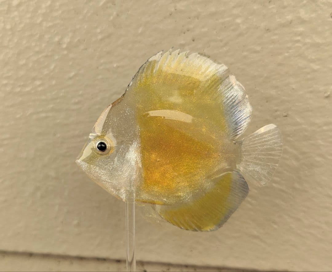 確認用　ゴールデンマルボロレッド