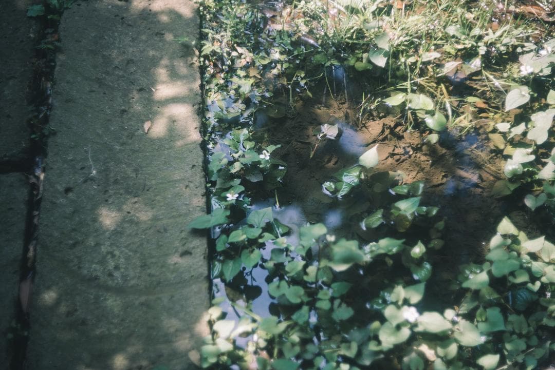 N O Go様虹の出る癖玉！Leica Summar 50mm f2