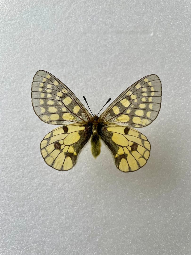 【黒化異常型】P.eversmani（1ペア、シベリア産）