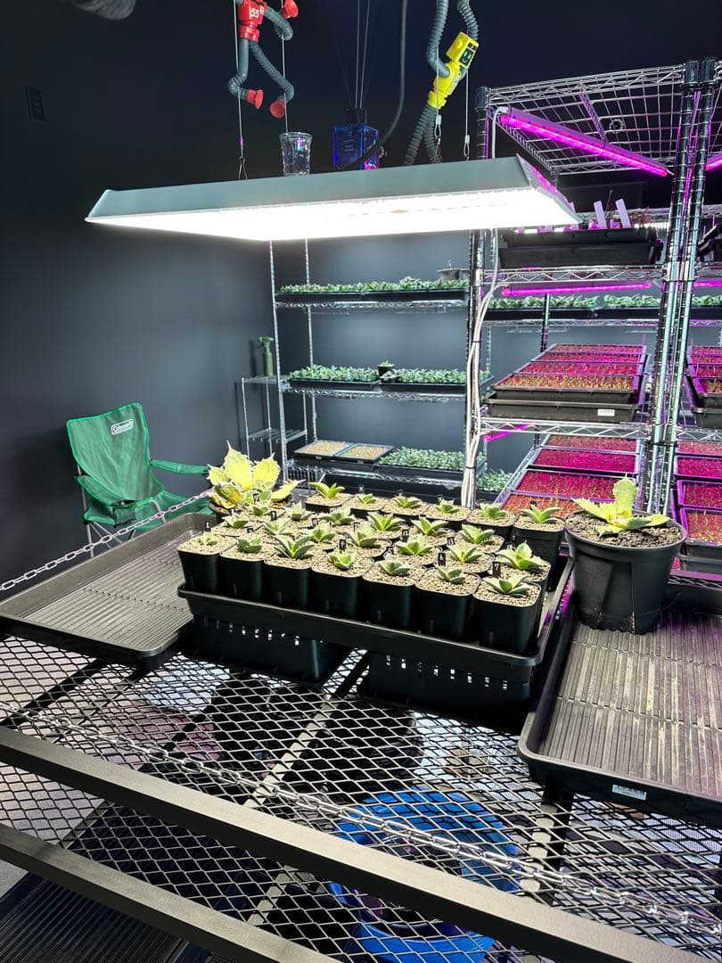 植物棚　アイアンラック　多肉植物　観葉植物