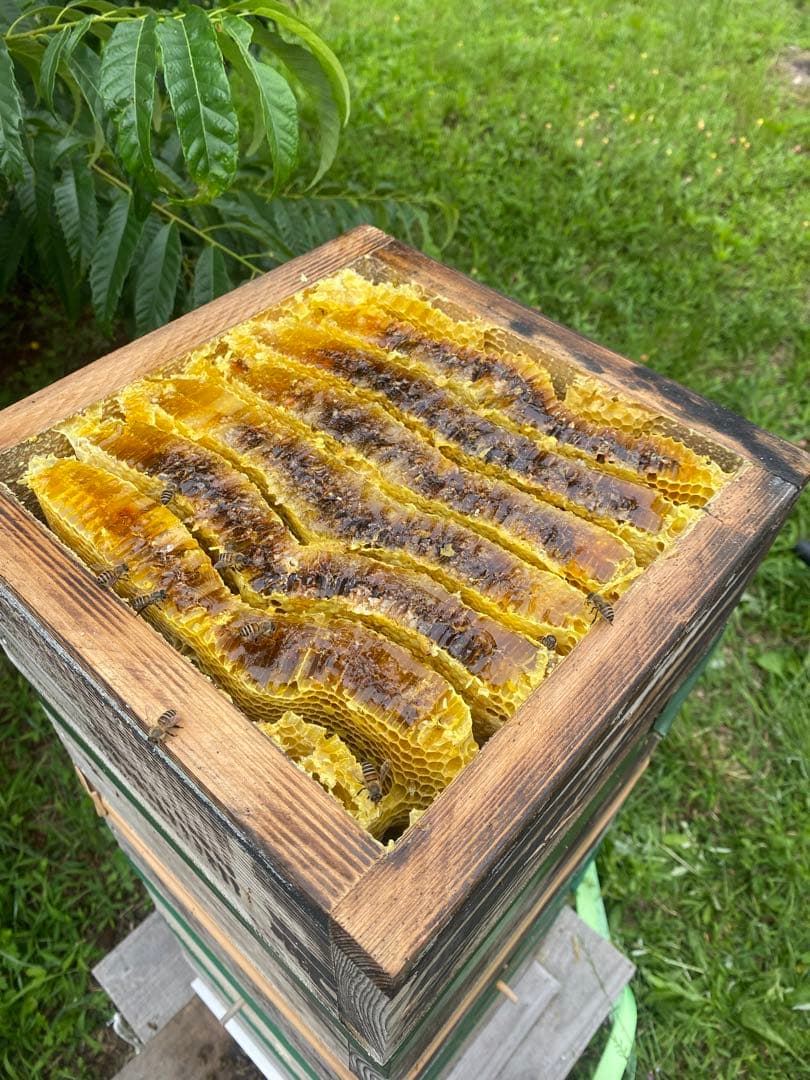 日本蜜蜂重箱式巣箱　捕獲飼育用