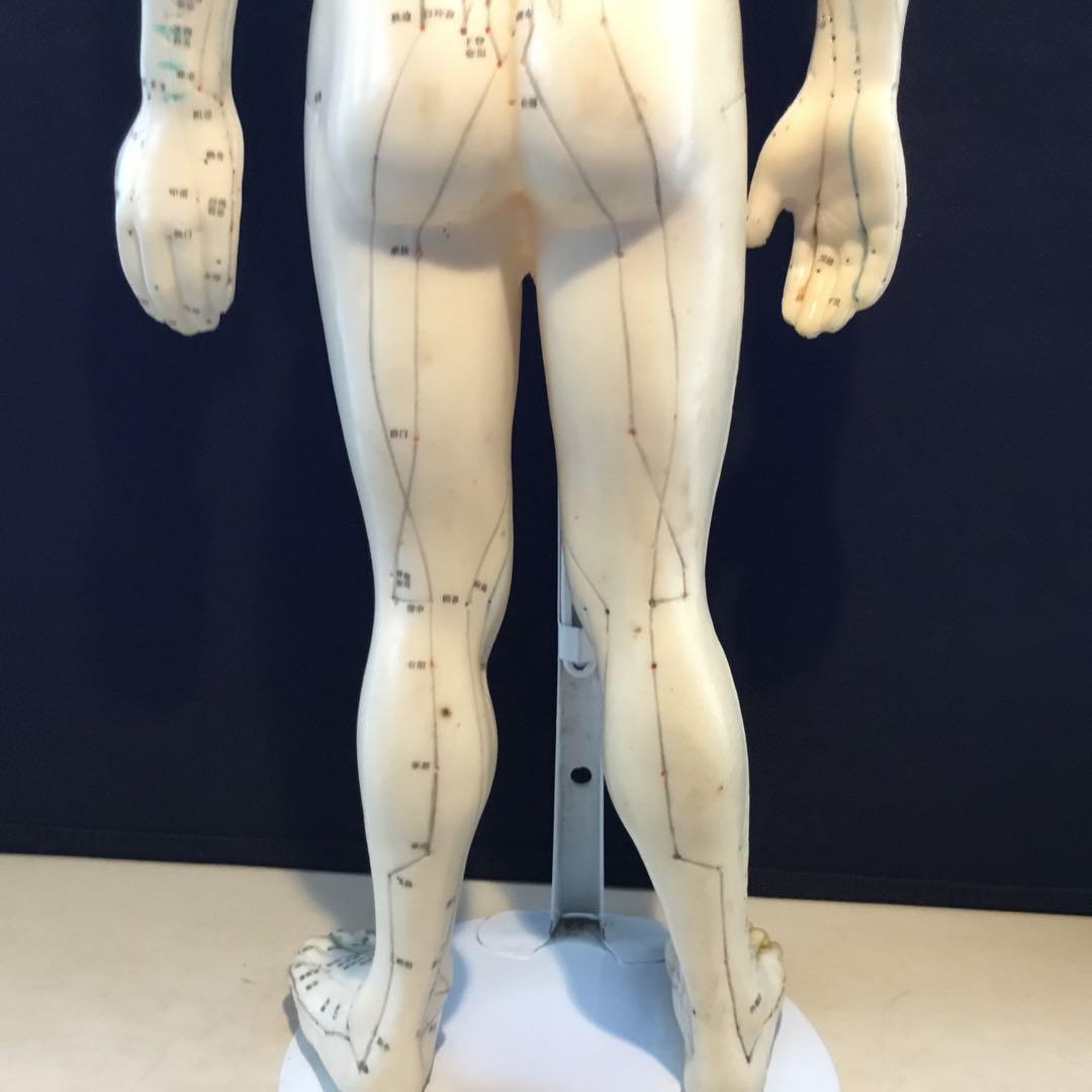 鍼灸経穴人体模型　コンプリート　中国鍼灸男性人体模型　耳　足　手
