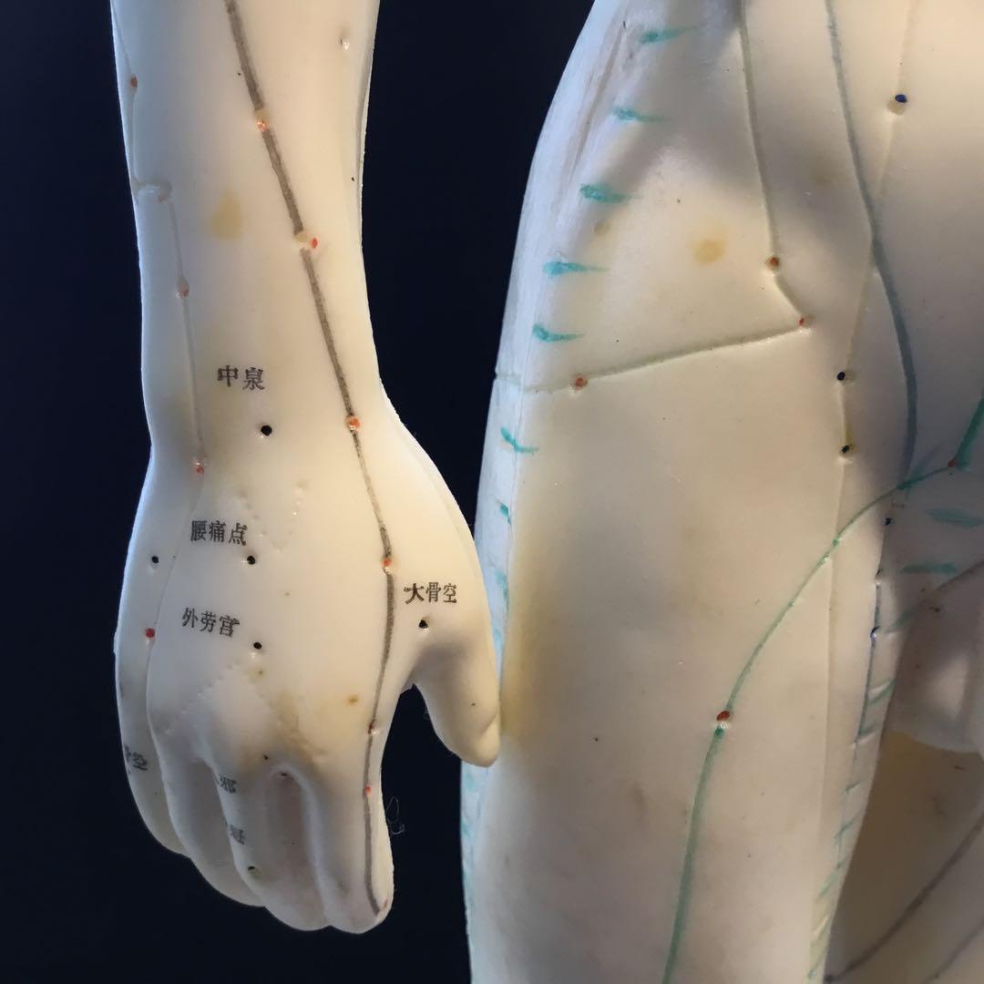 鍼灸経穴人体模型　コンプリート　中国鍼灸男性人体模型　耳　足　手