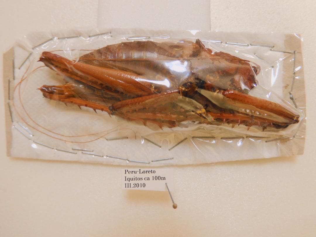 フソウ様 リクエスト 3点 まとめ商品