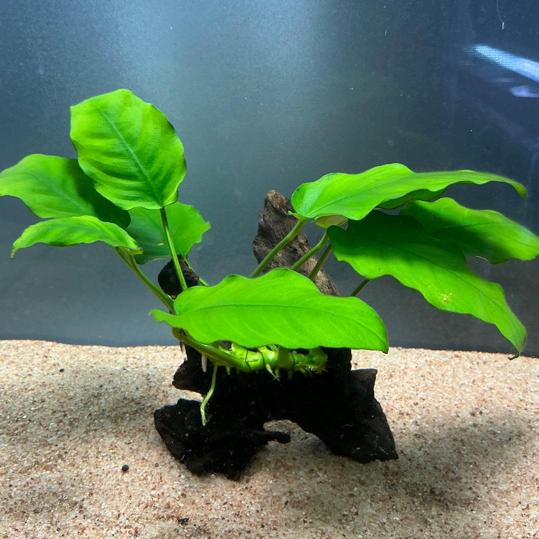 ☆atsupapa☆様 リクエスト 4点 まとめ商品　水草